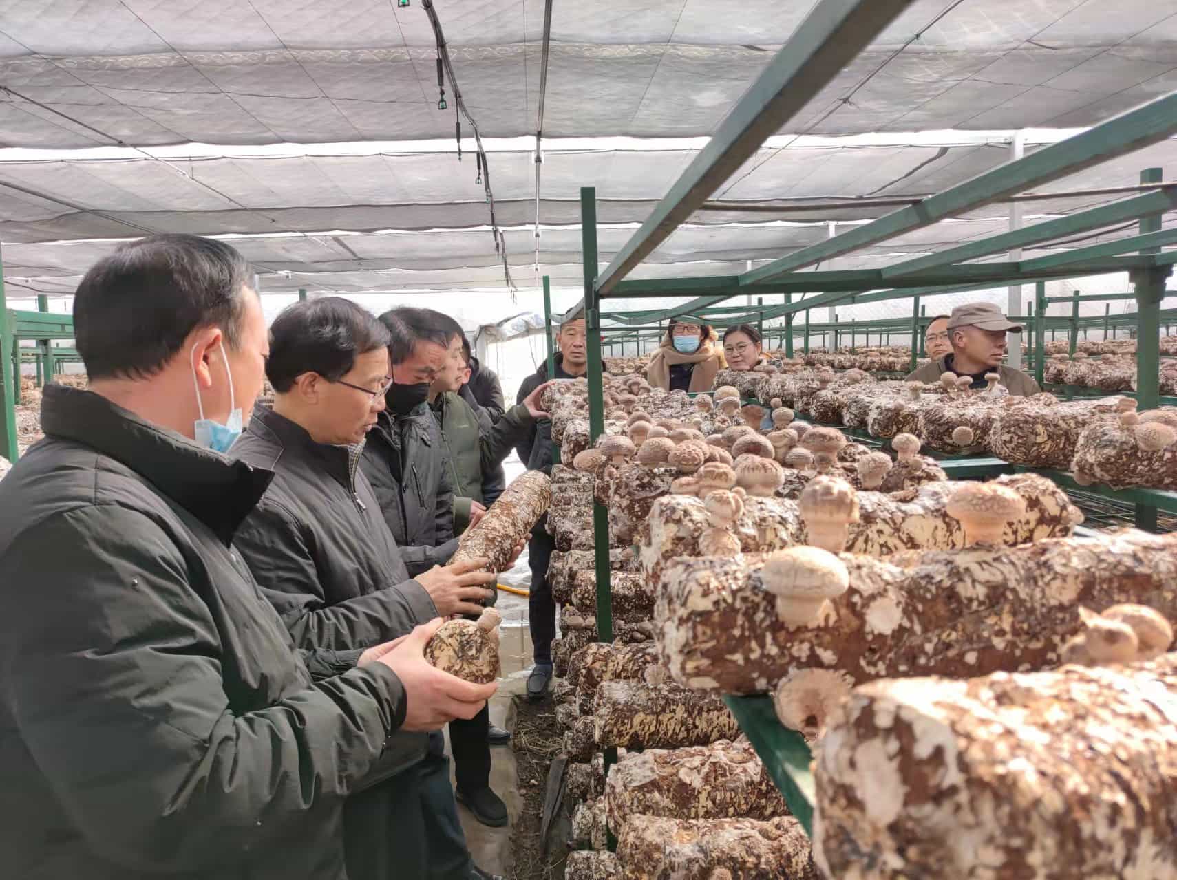协会专家赴涡阳县指导食用菌生产